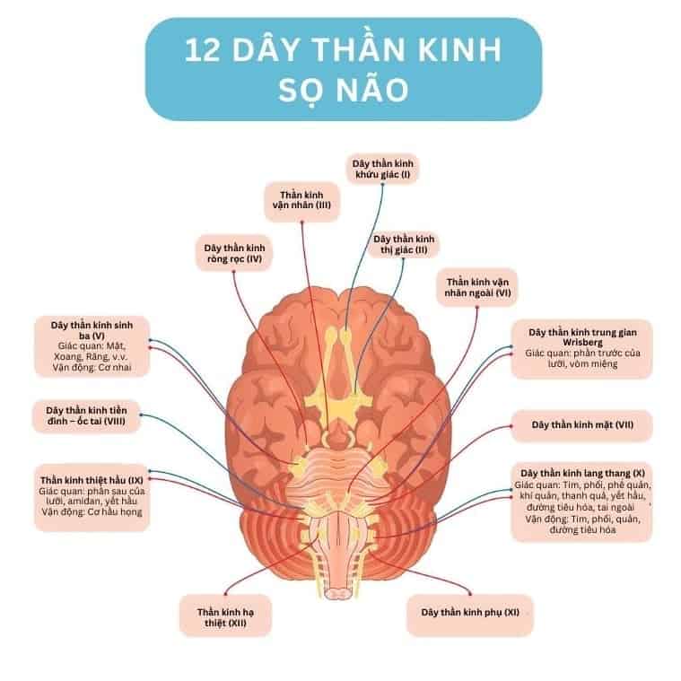 12-day-than-kinh-so-nao_001 Hình ảnh vị trí 12 dây thần kinh sọ não