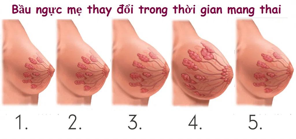 2-1555423990354420726298 Sự thay đổi bầu ngực của phụ nữ khi mang thai