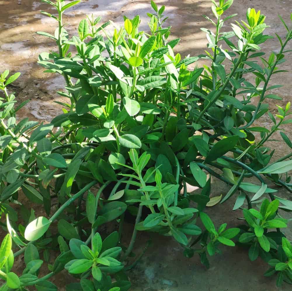 bai-thuoc-tu-cay-thach-anh cây thạch anh mọc ở đâu?