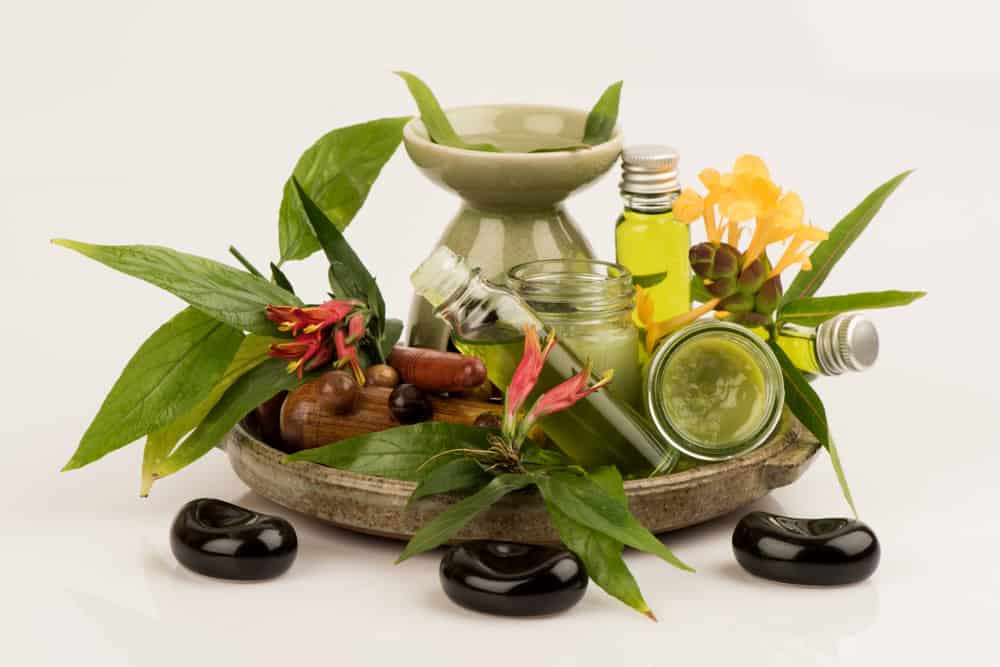bài thuốc từ cây xương khỉ