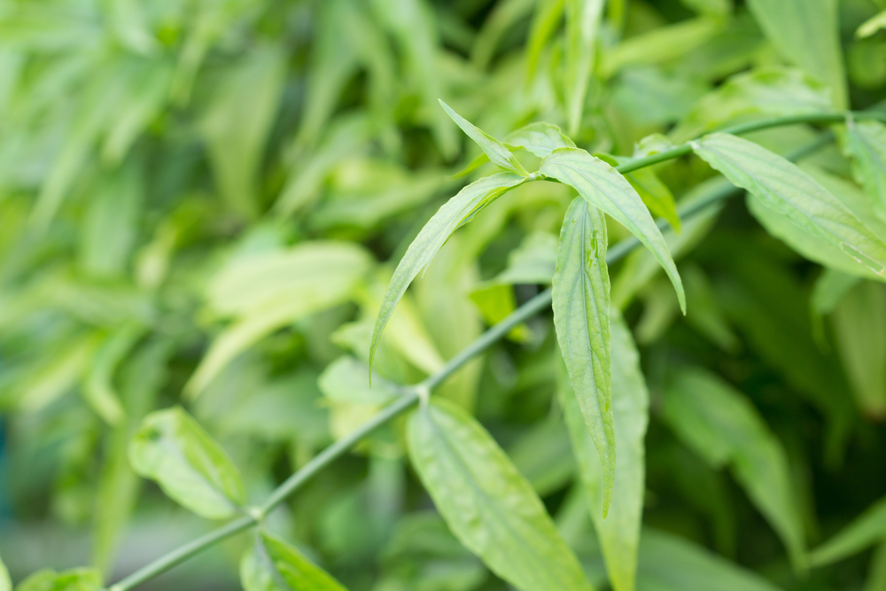 cây xương khỉ và những lưu ý khi dùng