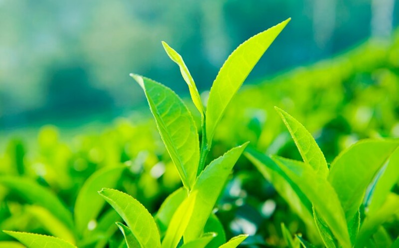 chuom-da-len-mat-co-het-mun-khong-2 Kết hợp lá trà xanh với đá lạnh để trị mụn