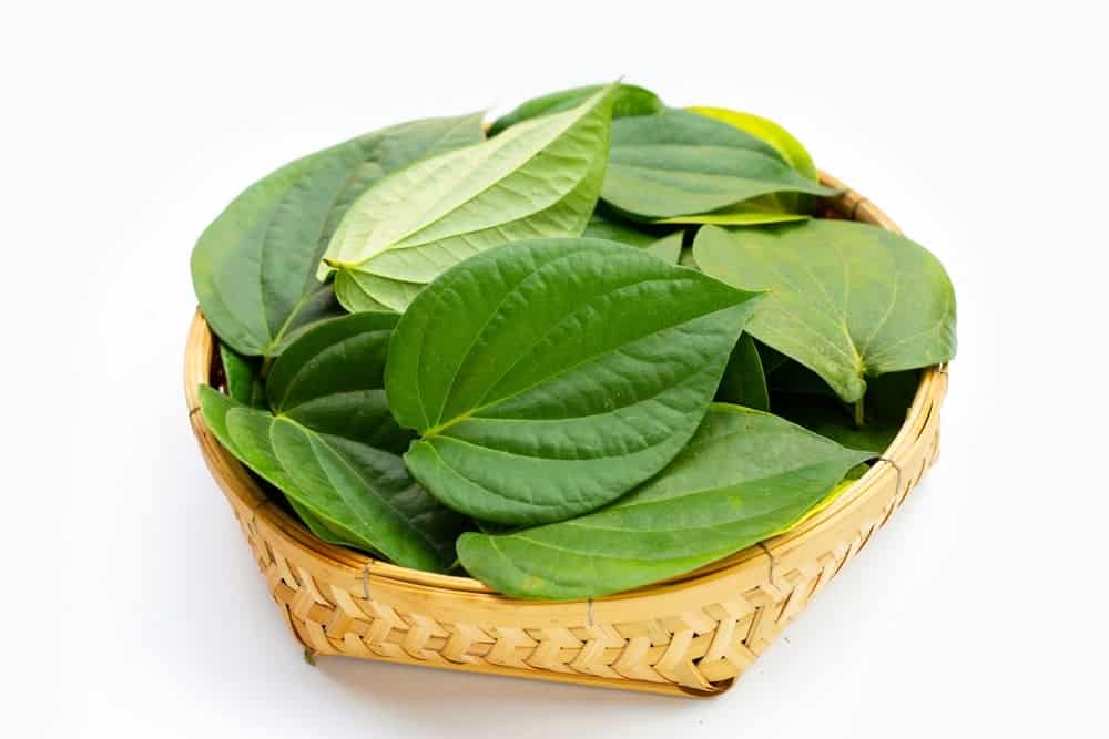 có nên ngâm vùng kín bằng nước muối