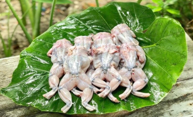 ech-1 Ếch là nguồn thực phẩm cung cấp nhiều dưỡng chất