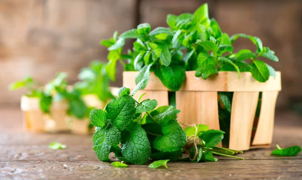 lá cây trị viêm họng: lá bạc hà