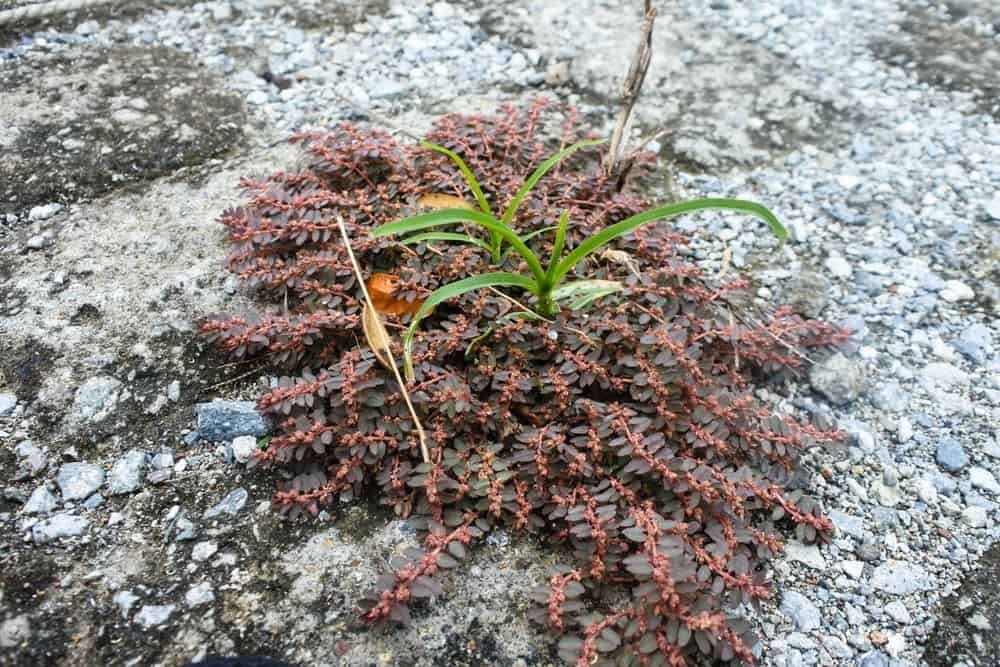 lieu-dung-cay-co-sua liều dùng và cách dùng cây cỏ sữa