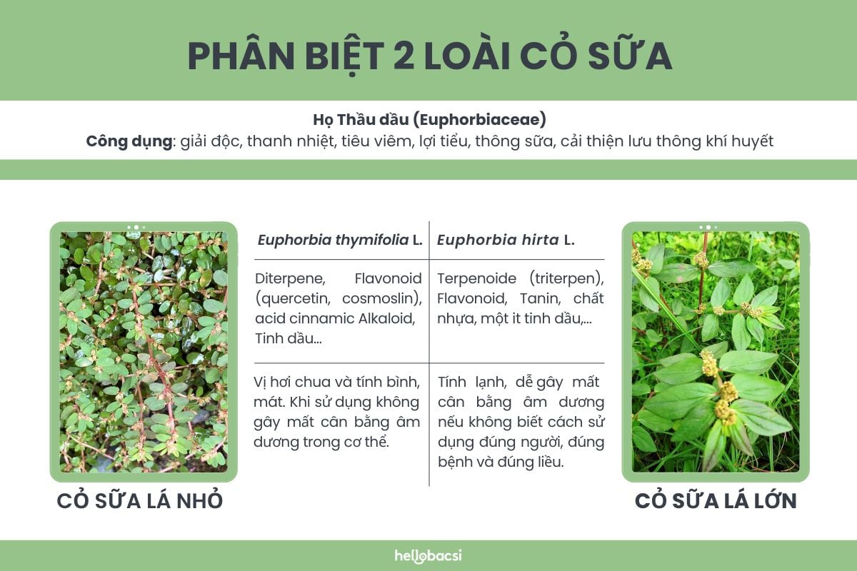 phan-biet-2-loai-cay-co-sua-la-nho-va-la-lon phân biệt 2 loài cây cỏ sữa lá nhỏ và lá lớn