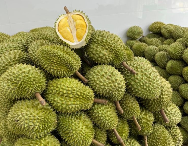 Sầu riêng là loại trái cây phổ biến được nhiều người ưa thích