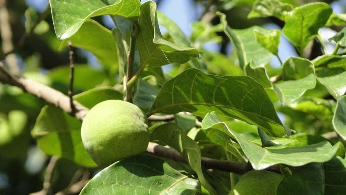 tác dụng của cây chay