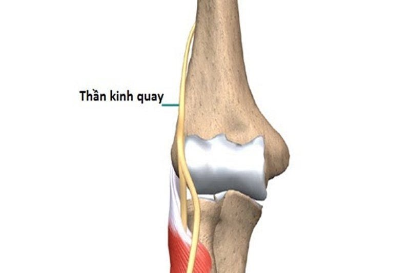 than-kinh-quay-1 Hình ảnh giúp xác định vị trí của dây thần kinh quay