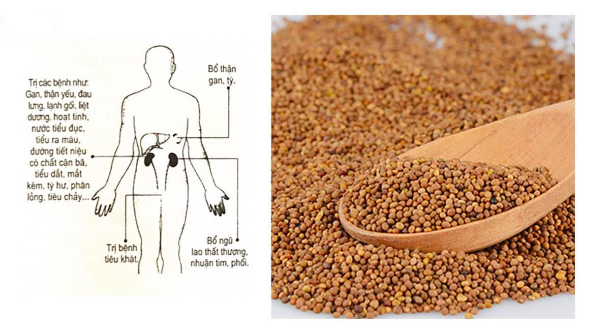 tho-ty-tu-co-tac-dung-gi thỏ ty tử có tác dụng gì