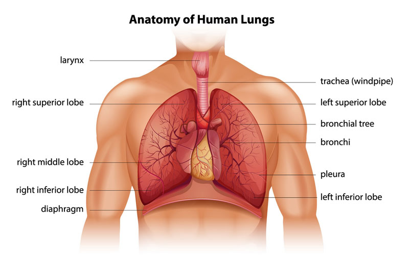 Phổi được cấu thành từ 2 lá